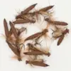 Assorted brown fishing flies with feather hackles laid out on a white surface on a looped line hook.