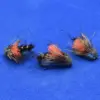Three hand-tied fishing flies with orange and gray feather bodies on a blue background.