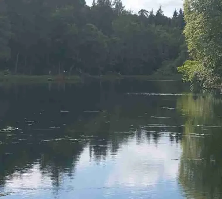 Geddes-Trout-Coarse-Fishery115