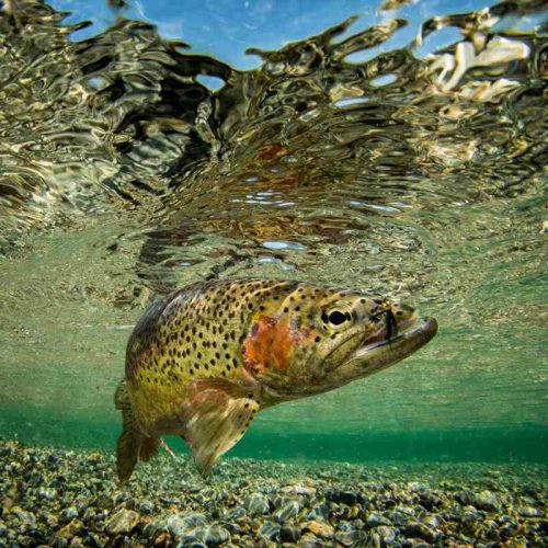 Stillwater-Fisheries-Rainbow-Trout Mainpage