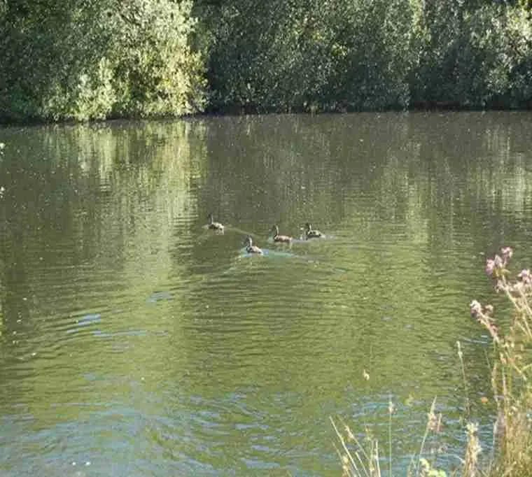 Tavistock-Trout-Fishery606