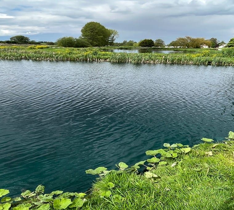 Withern Mill Trout Farm686